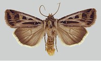 Figure 59. Dingy cutworm moth 