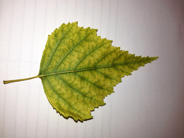 Figure 1. Leaf from a river birch (Betula nigra) showing symptoms of iron chlorosis. Note the bright green veins in the generally yellow leaf surface. Nitrogen deficiency would look different because the whole leaf would be yellow.