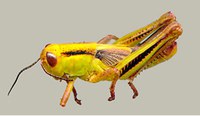 Figure 72. Grasshopper nymph