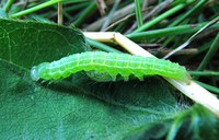 Figure 62. Green cloverworm larva 