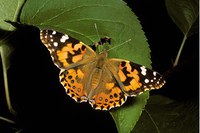 Figure 67. Painted lady butterfly