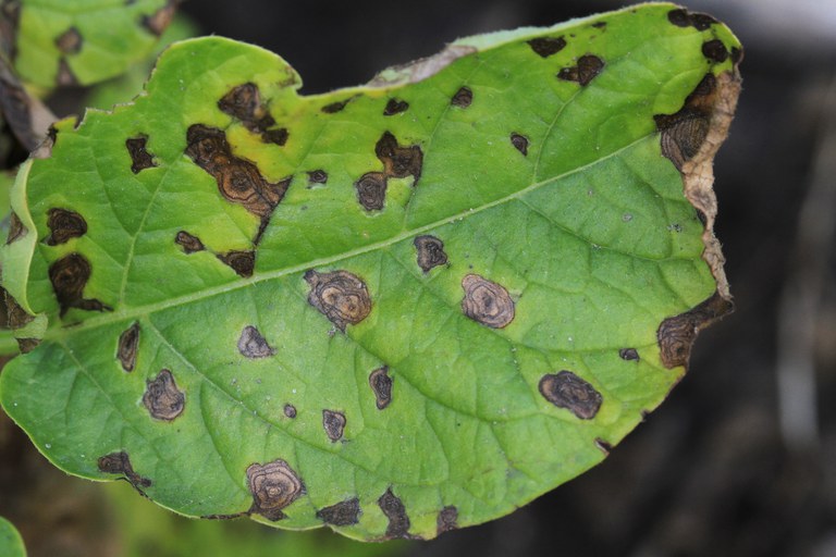 Figure 1. Early blight lesions initially appear as small, circular to irregular dark-brown spots on older (lower) leaves.
