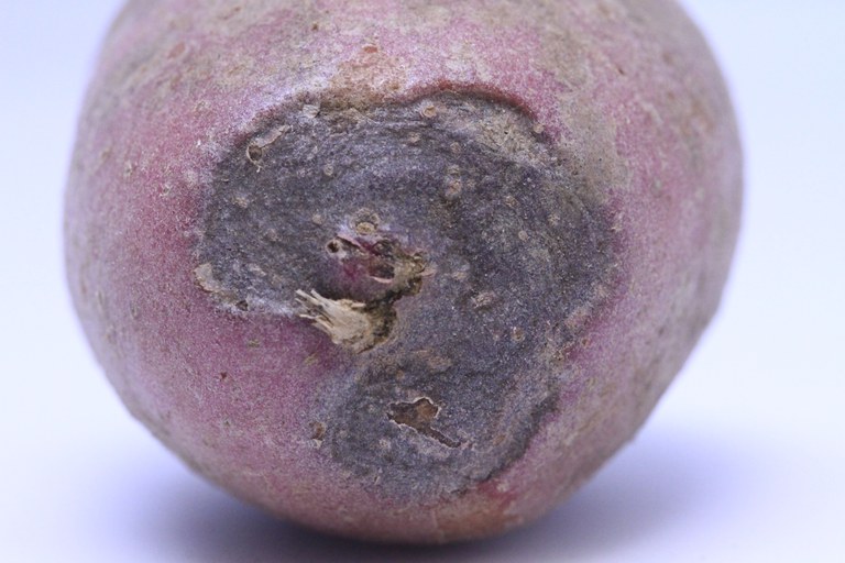Figure 8. Early blight tuber lesions may be circular or irregular in shape and often are accompanied by a large, raised dark-brown border.