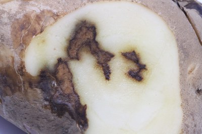 Figure 9B. Underlying tissues of early blight tuber lesions are usually dry with a corky texture and dark-brown color.