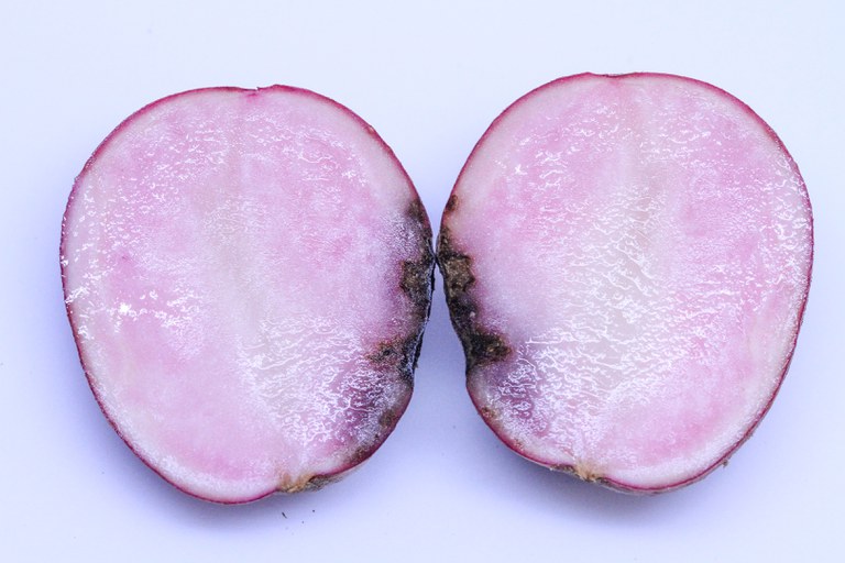 Figure 10. In storage, early blight tuber lesions may continue to develop, but secondary spread of infection to noninfected tubers does not occur. 