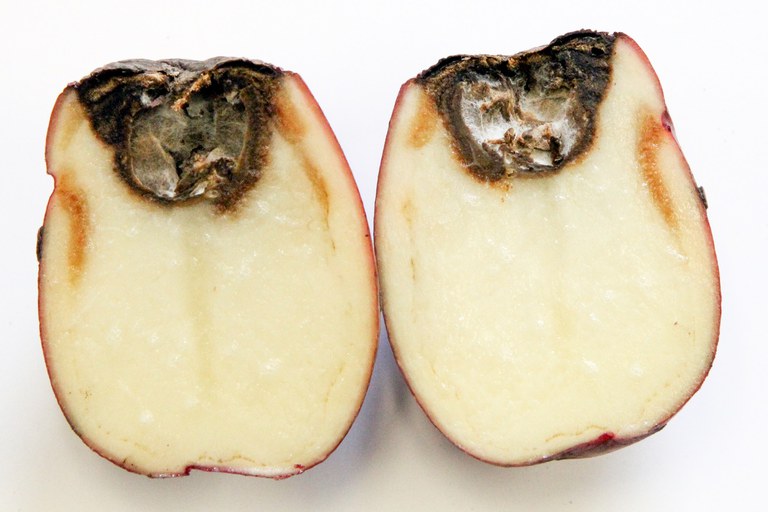 Figure 11. Fusarium dry rot, as illustrated above, can be confused easily with early blight. Similar to early blight, Fusarium dry rot symptoms also include an internal light to dark-brown or black rot that is usually dry with a dark, sunken area on the outside of the tuber. However, Fusarium dry rot may have more extensive rotting that can lead to tuber tissues collapsing or shrinking, causing internal cavities accompanied by a yellow, pink, or white mold.