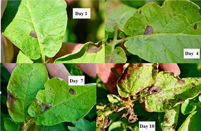 Figure 13. The rate of early blight infection during the early part of the growing season is generally low but increases following flowering. During the tuber bulking stage later in the growing season, foliar infection can increase rapidly.