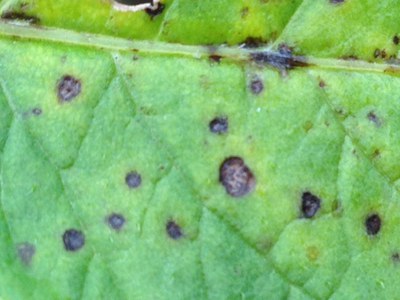 Figure 2. Initial early blight lesions on older leaf tissue (b). Similar to early blight, brown spot causes small, dark lesions on lower leaves. However, brown spot lesions (b) do not develop dark concentric rings characteristic of early blight infection, and unlike early blight lesions, also may coalesce across large veins.