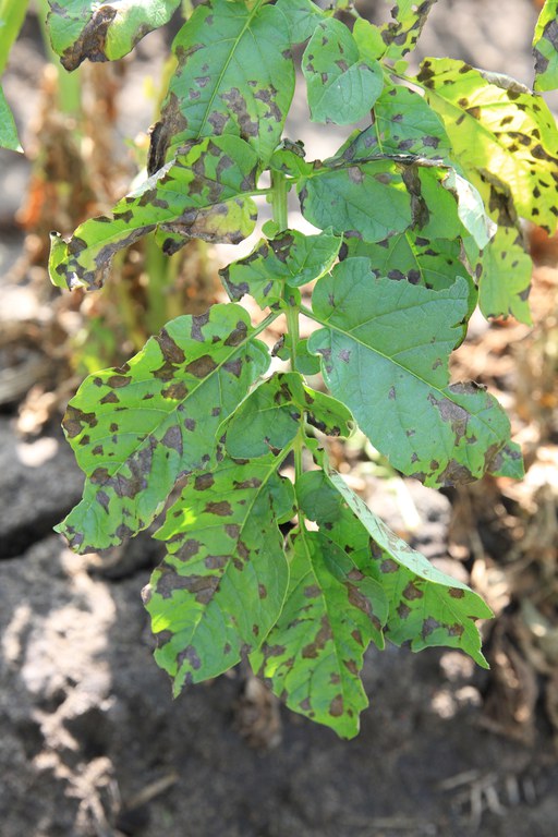 Figure 3. Multiple early blight lesions on the same leaf may coalesce, or grow together.