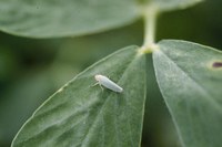 Figure 74. Potato leafhopper adult 