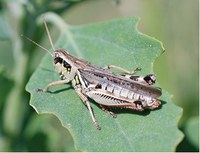 Figure 71. Red-legged grasshopper adult 