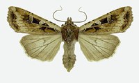 Figure 61. Redbacked cutworm moth