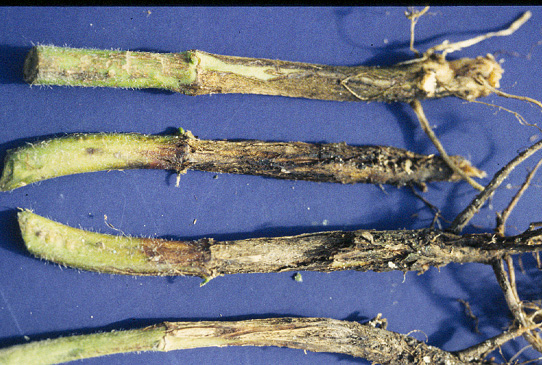 FIGURE 1 – Dark brown/black discoloration of roots