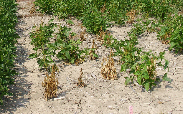 FIGURE 3 – Severe infection in field