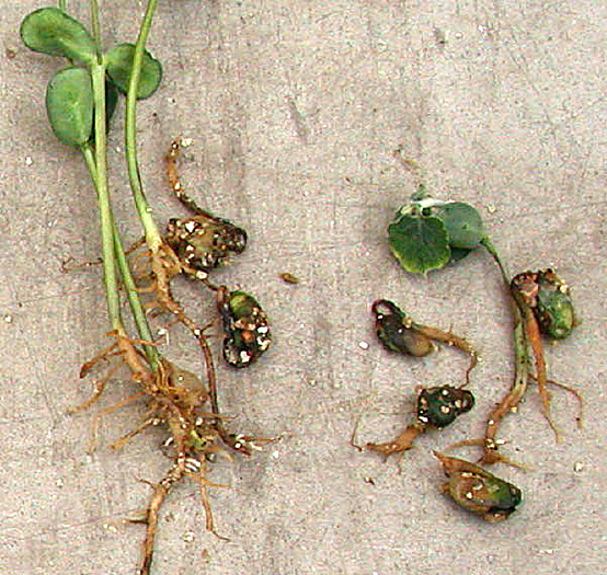 FIGURE 1 – Seed rotting due to Pythium