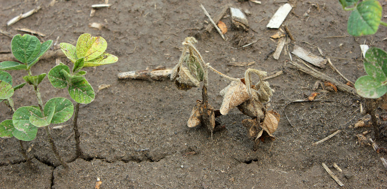 FIGURE 2 – Damping-off of seedlings