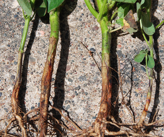 FIGURE 1 – Rusty-brown lesions on soybean stems