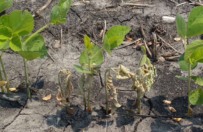 FIGURE 3 – Seedlings dying in a row