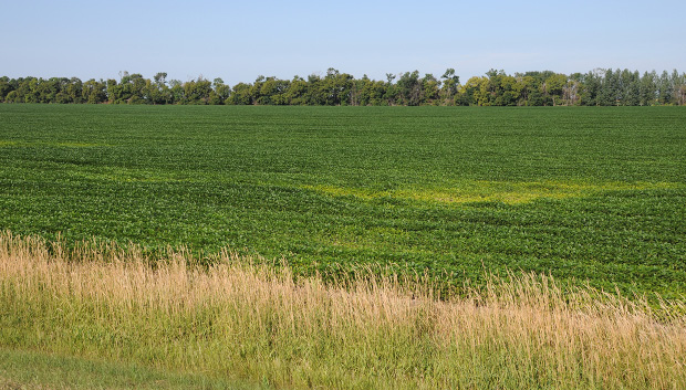 FIGURE 3 – Yellowed areas near field entrance caused by severe SCN