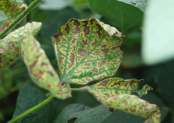 FIGURE 2 – Severe leaf symptoms