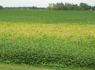 FIGURE 3 – Severe infection in a patch in a field
