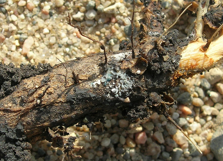 FIGURE 4 – Root rot and blue fungal growth on root