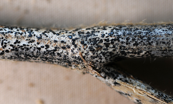 FIGURE 3 – Close-up appearance of fungal growths
