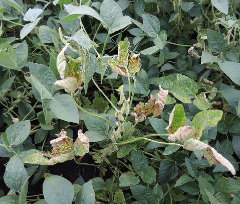 FIGURE 4 – Symptoms on leaves of whole plant
