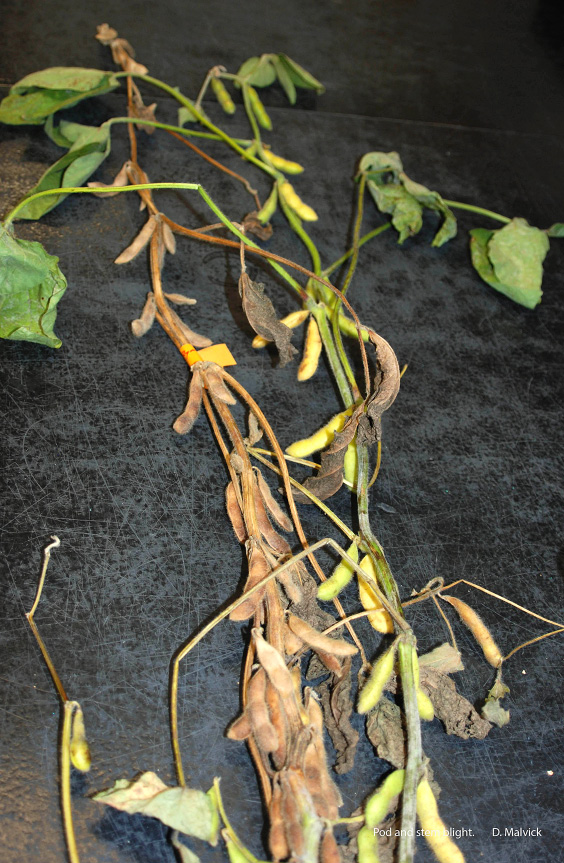 FIGURE 2 – Infected (L) and healthy (R) plants