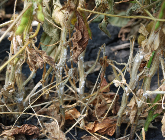 FIGURE 1 – Lesions with white mold and sclerotia
