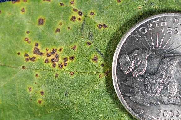 FIGURE 1 – Lesions with chlorotic halos on upper side of leaf