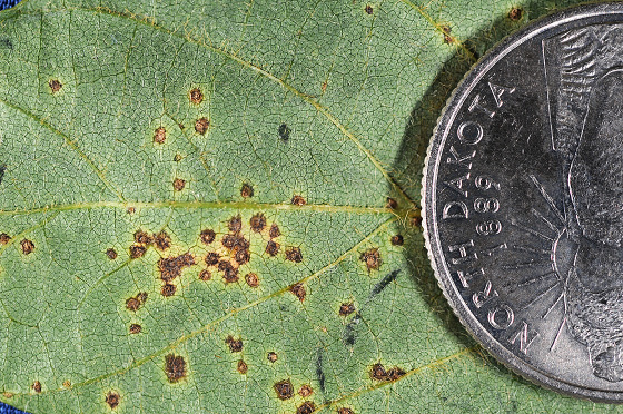 FIGURE 2 – Lesions and pustules on underside of leaf