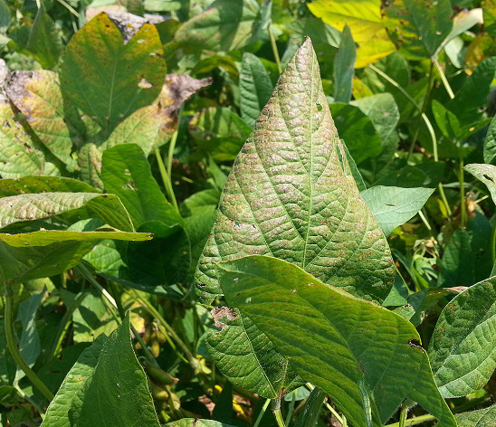 FIGURE 1 – Purple discoloration of leaf