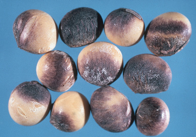 FIGURE 3 – Purple seed stain