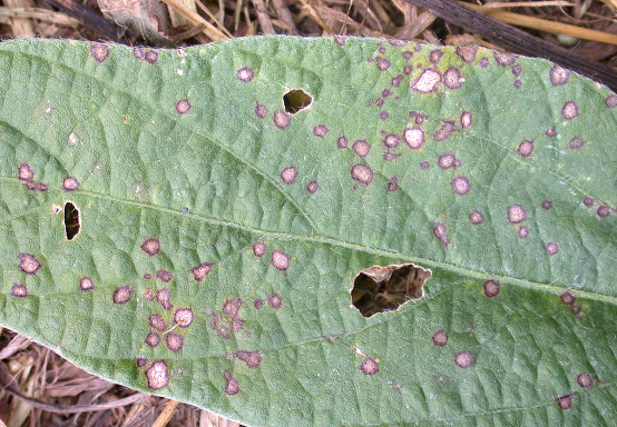 FIGURE 2 – Spots and patterns of lesion development on leaf