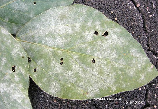 FIGURE 2 – Severe infection covering leaf