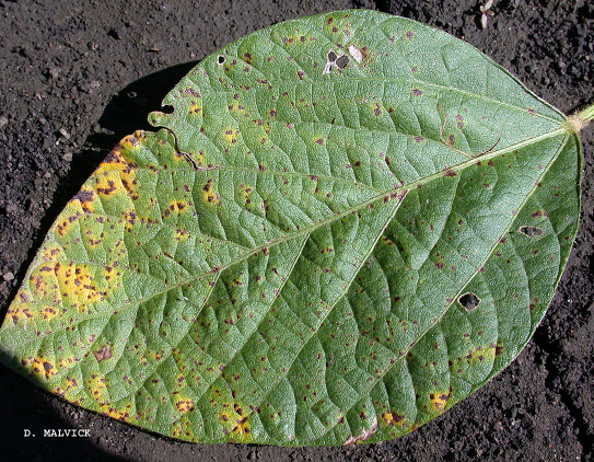FIGURE 1 – Brown spots and chlorosis