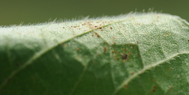 FIGURE 1 – Pustules visible on leaf wrapped around finger (approximately 5 to 10X)