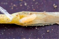 Figure 75. Seedcorn maggot larva