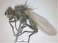 Figure 76. Seedcorn maggot adult