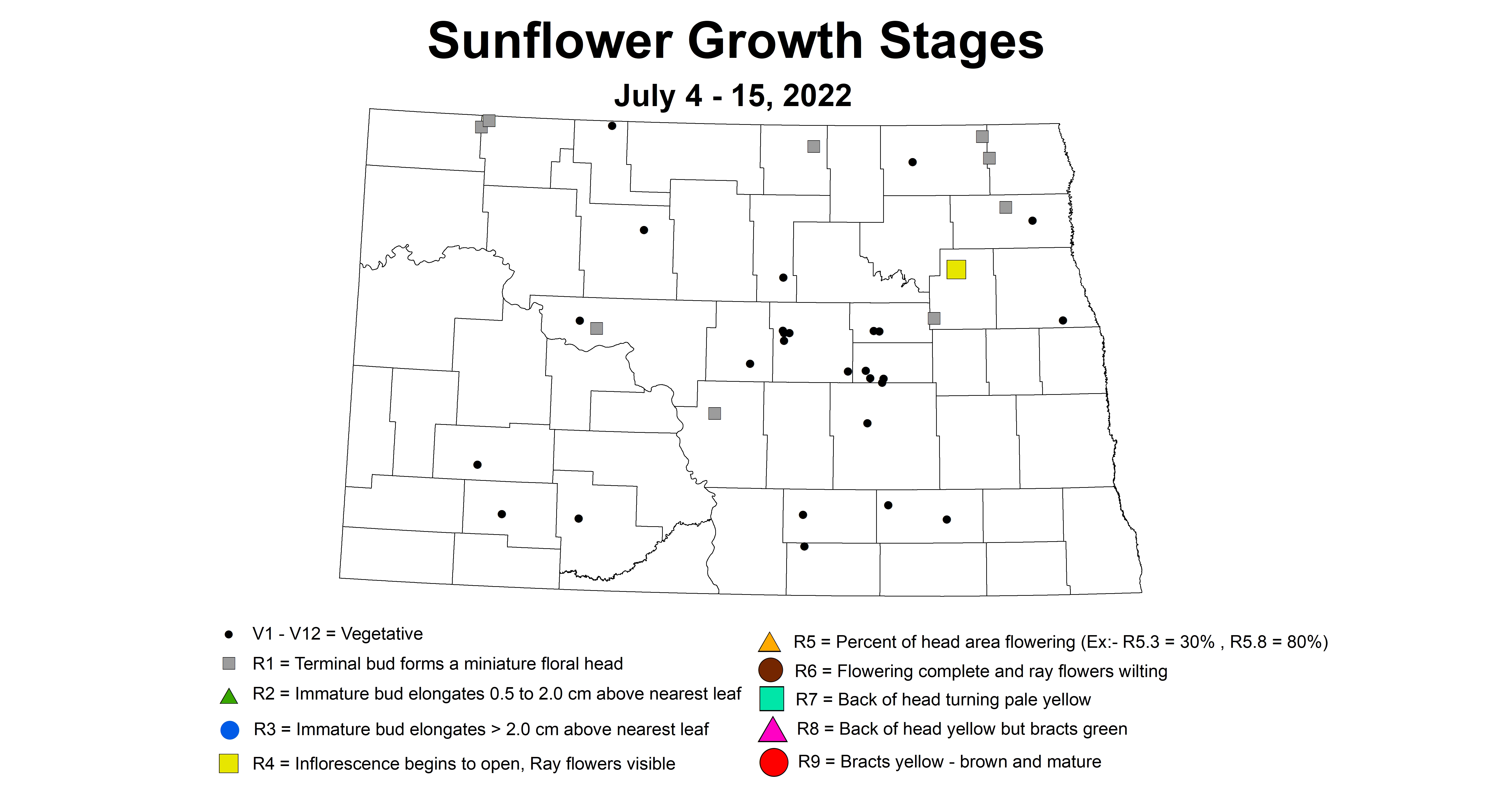 sunflower growth stages 2022 7.4-7.15