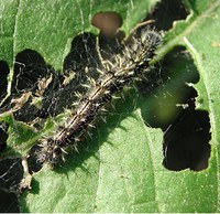 Figure 68. Thistle caterpillar