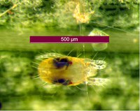 Figure 77. Close-up of two-spotted spider mite