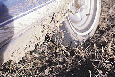 Figure 1a. People are the major cause of knapweed spread from one location to another. Inspect vehicles, hay, gravel, etc. carefully if they have come from a knapweed infested area.