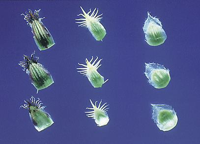 Figure 4. The most reliable way to distinguish the knapweed species is by the bracts. Black-tipped bracts of spotted knapweed (left), spiny crab-like bracts of diffuse knapweed (center), and transparent tips of Russian knapweed.