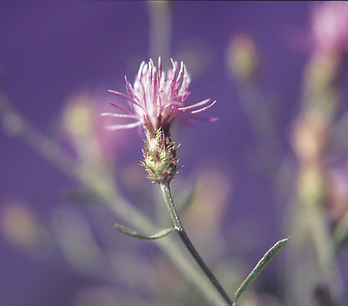 Figure 4a. The most reliable way to distinguish the knapweed species is by the bracts. Black-tipped bracts of spotted knapweed (left), spiny crab-like bracts of diffuse knapweed (center), and transparent tips of Russian knapweed.