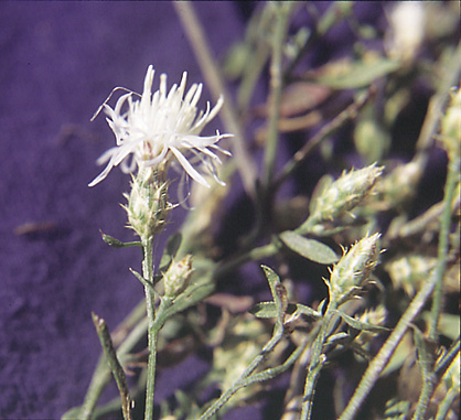 Figure 4b. The most reliable way to distinguish the knapweed species is by the bracts. Black-tipped bracts of spotted knapweed (left), spiny crab-like bracts of diffuse knapweed (center), and transparent tips of Russian knapweed.