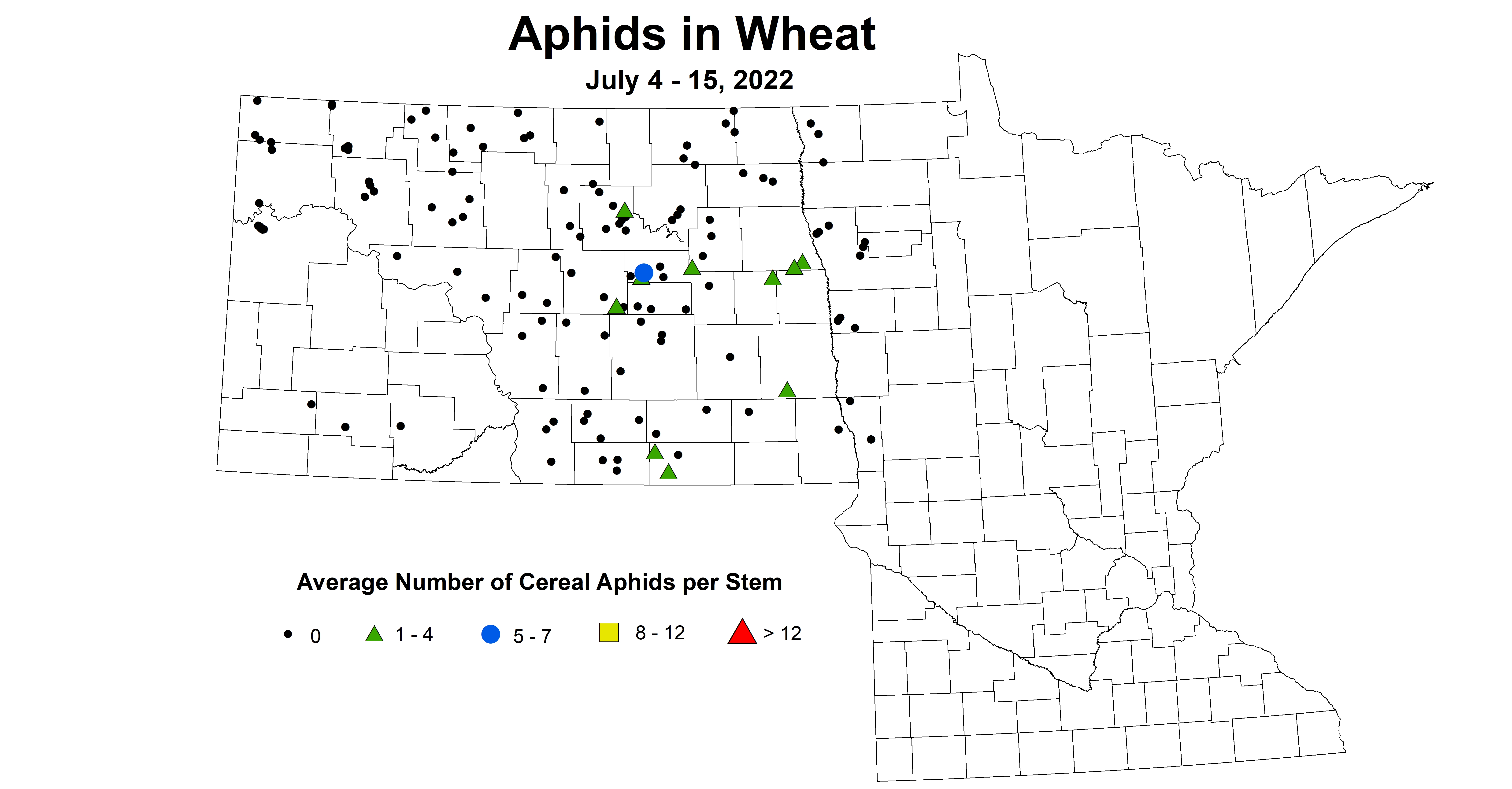 wheat aphid 2022 7.4-7.15