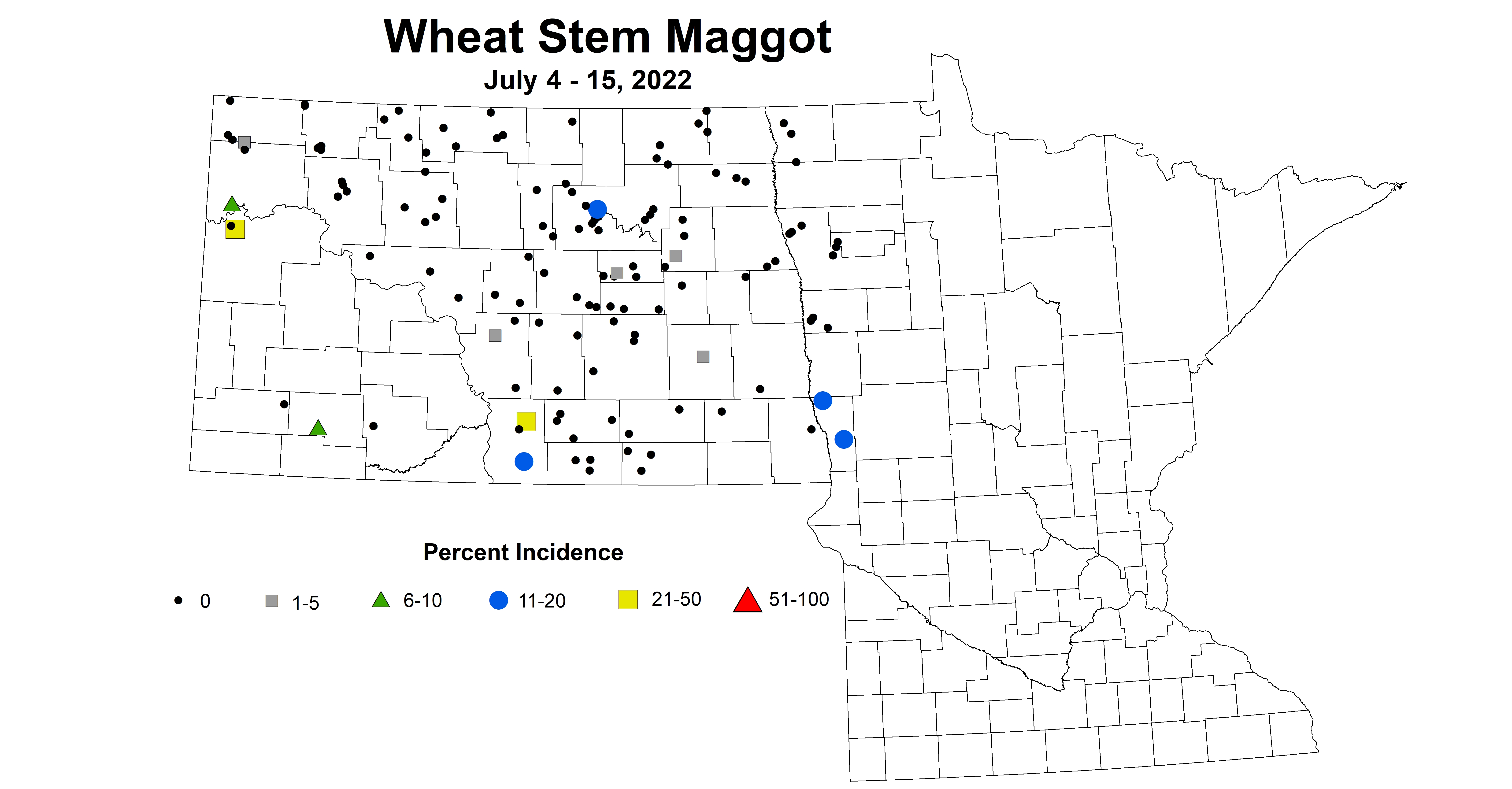wheat maggot 2022 7.4-7.15
