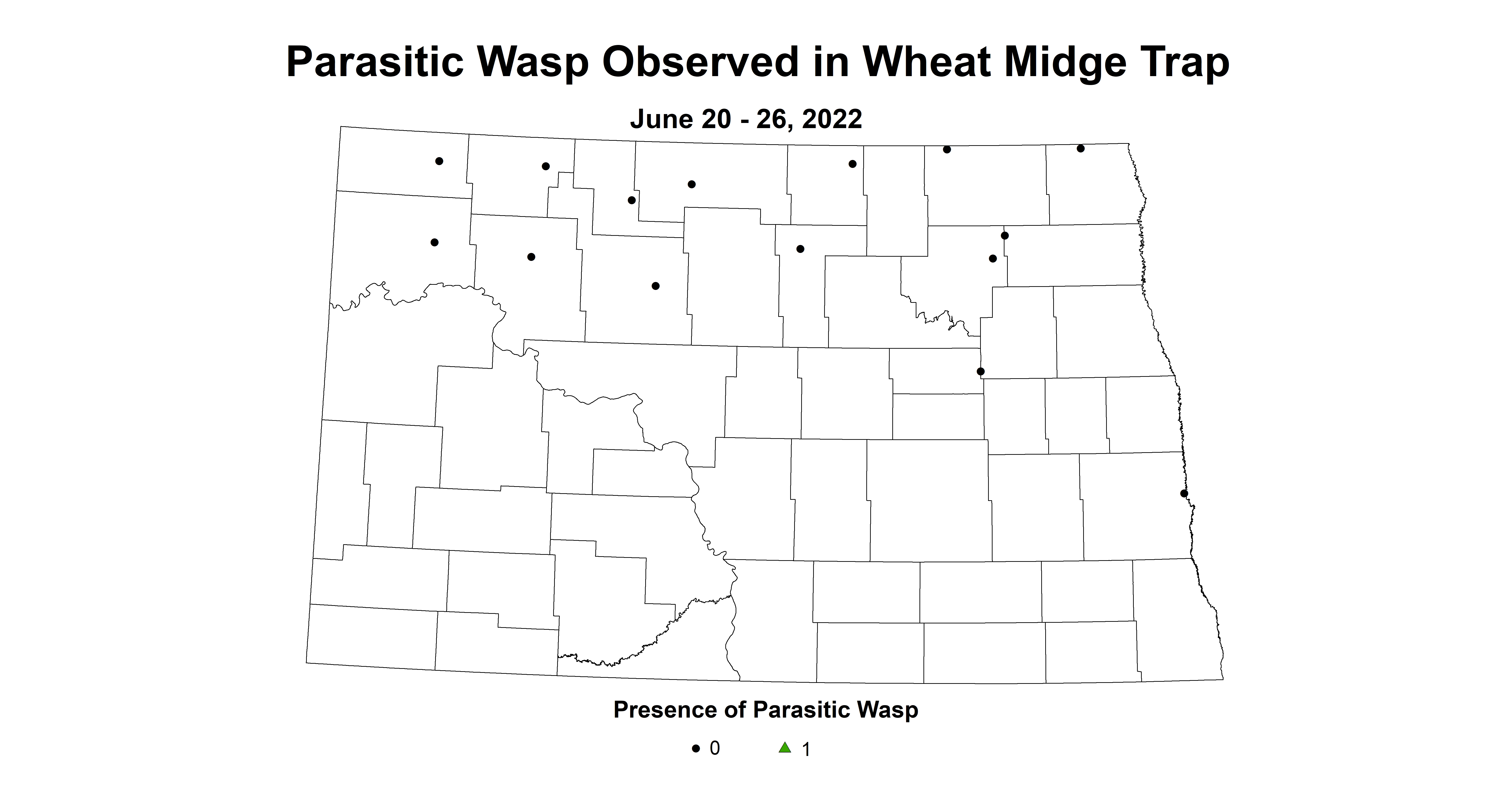 wheat midge parasitic wasp 2022 6.20-6.26